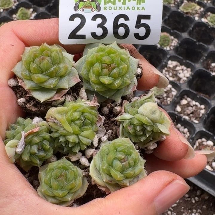 无花朵多肉植物多肉植物