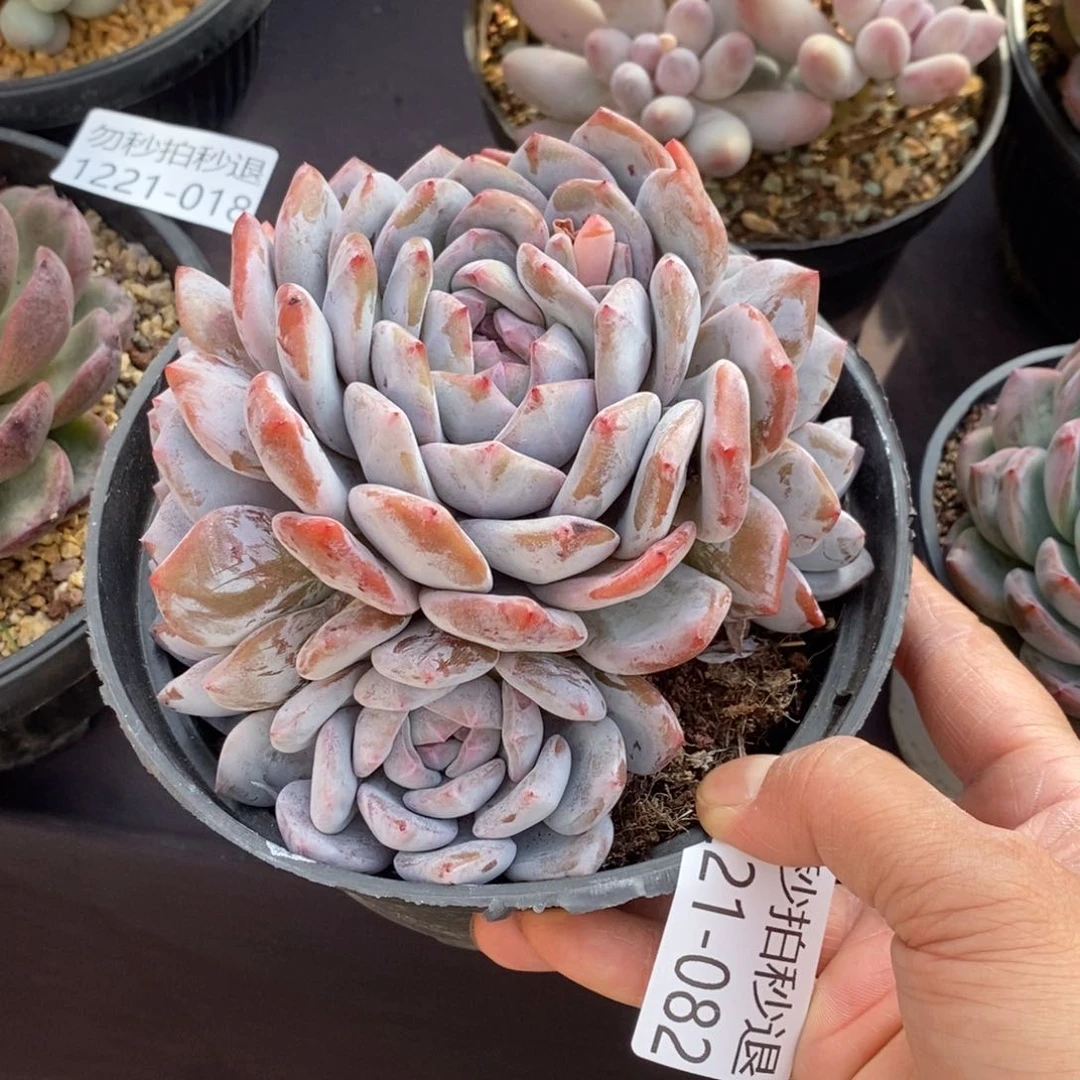 两单包邮1221-82石榴籽