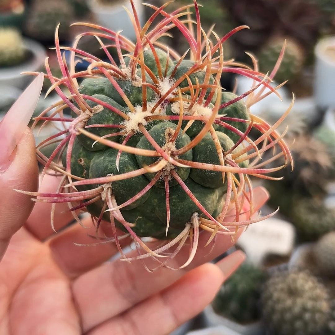 高木菲冠龙仙人球666666