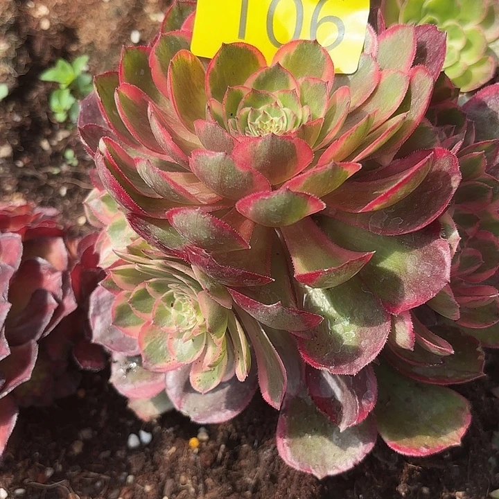 依**烂多肉植物福利106