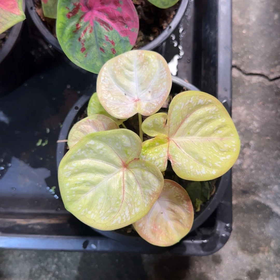 220-0827泰国发货三个月亮