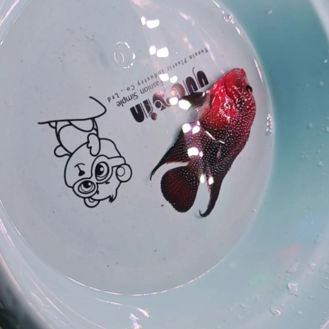 罗汉鱼二楼鱼！！！！……