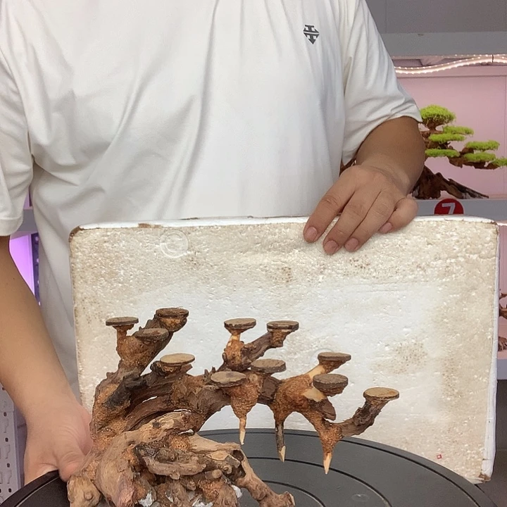 龙***山莫斯树17哈哈哈哈哈