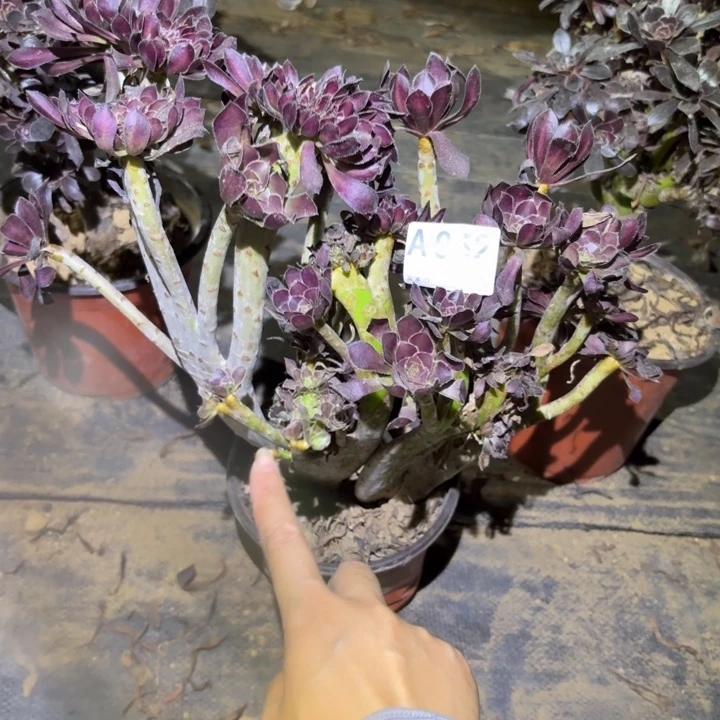 黑缀多肉植物不包损952