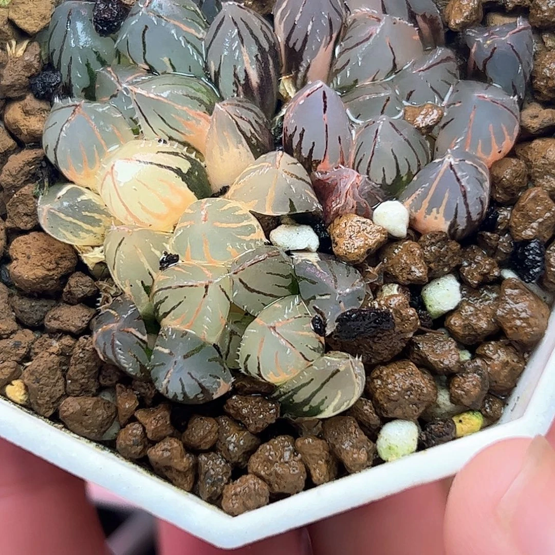 敏***Oh锦十二卷多肉植物
