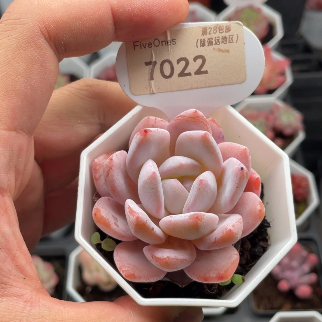 听***.雪梦7022-5.5厘米