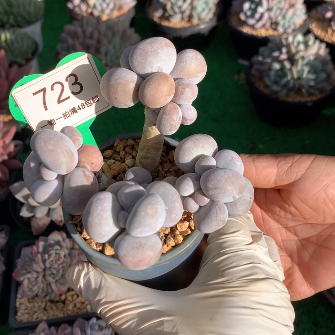 烟美人老桩无砍723