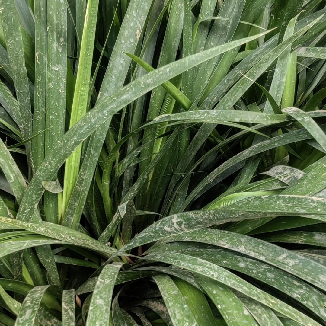 红芯大叶石菖蒲籽育苗