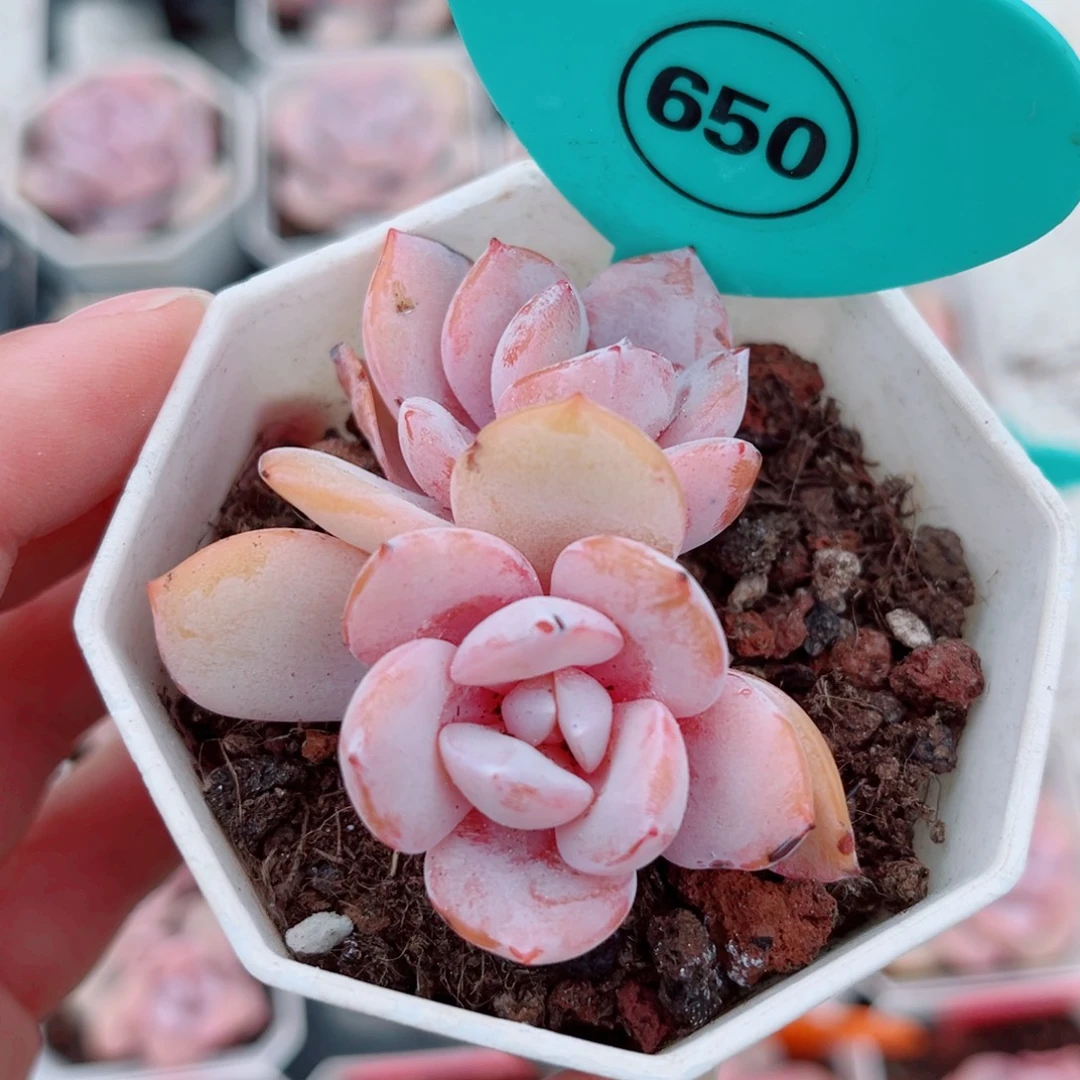 650号小老桩奶茶双头