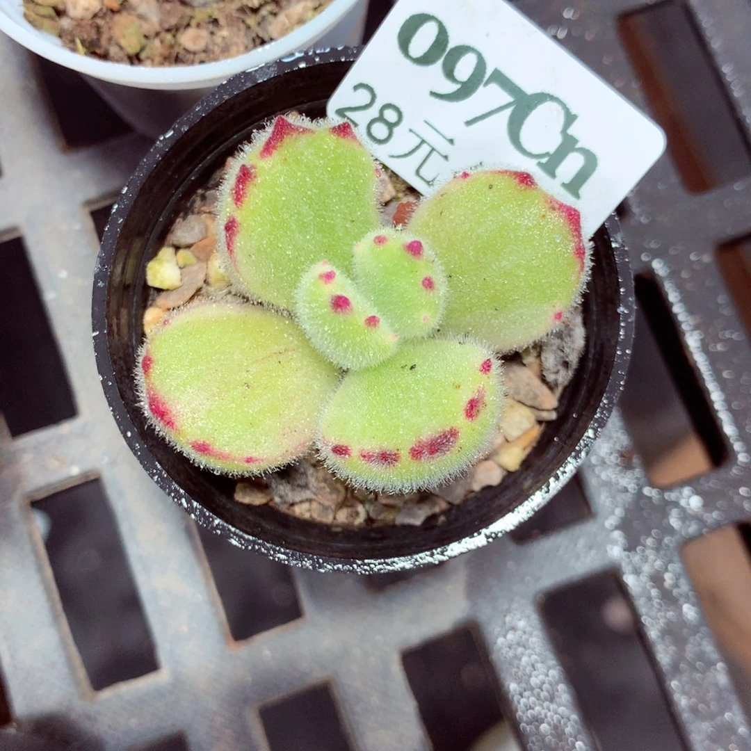 5厘米盆精控多肉097