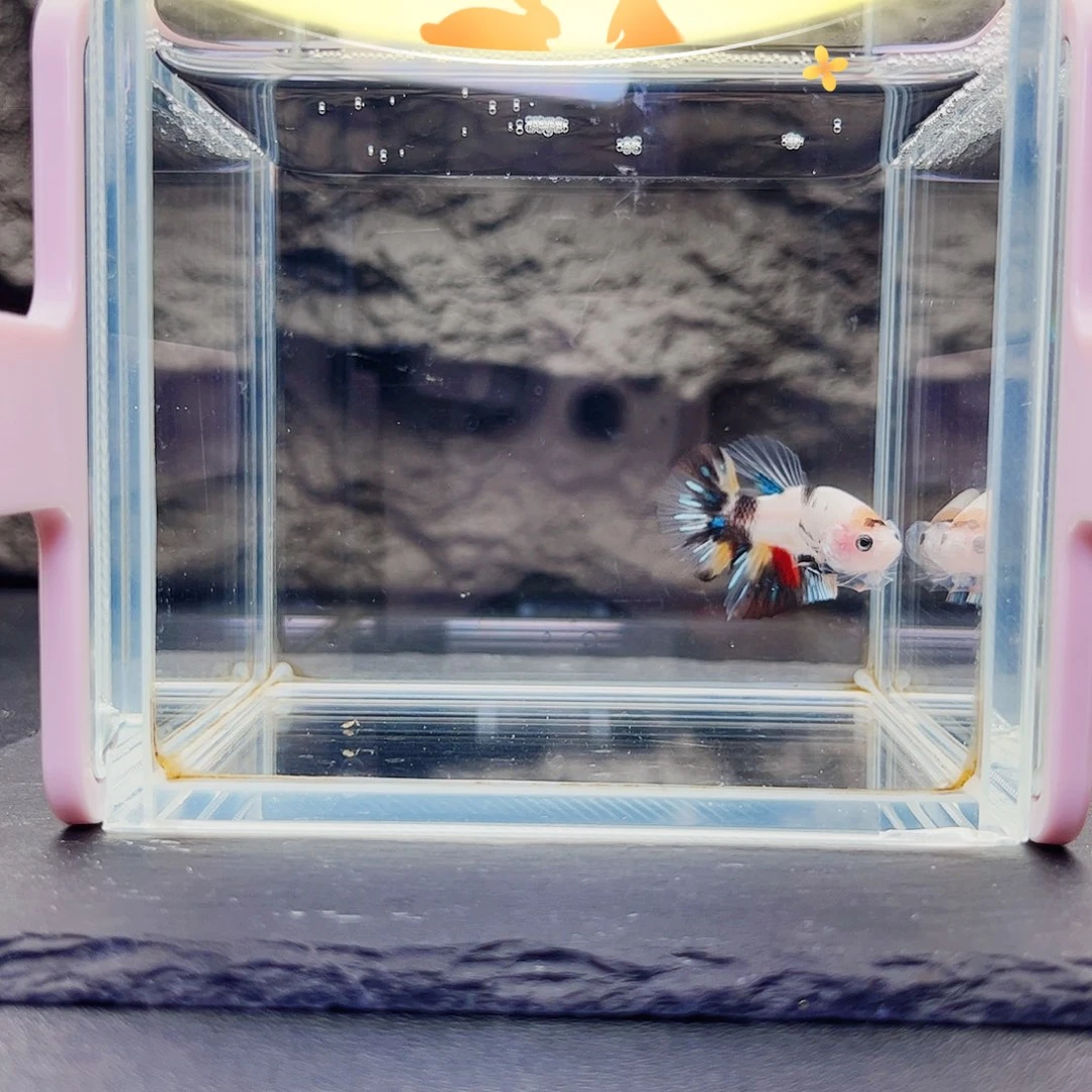 海水鱼宙斯斗鱼竞拍09-24