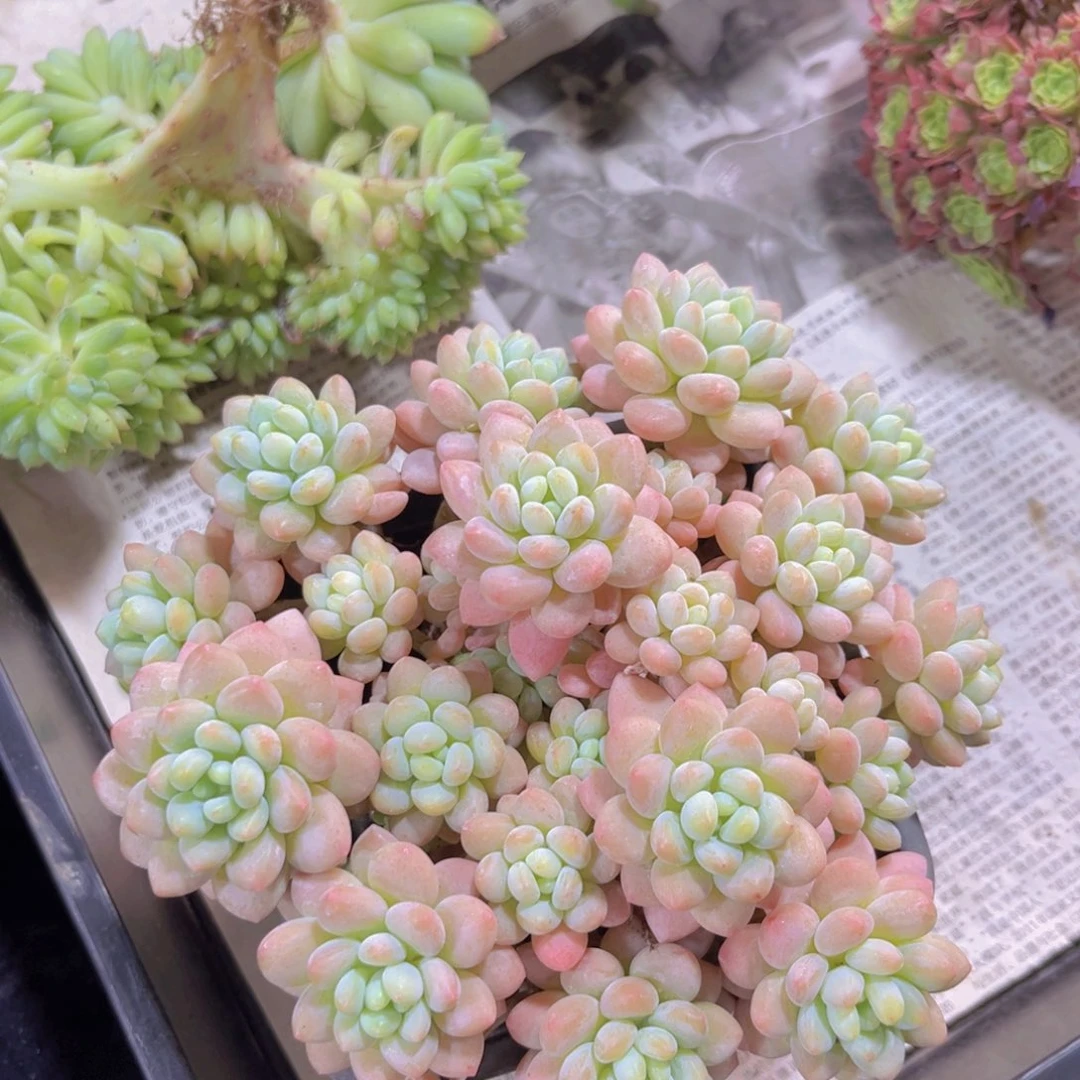 完全开放多肉植物洛可可