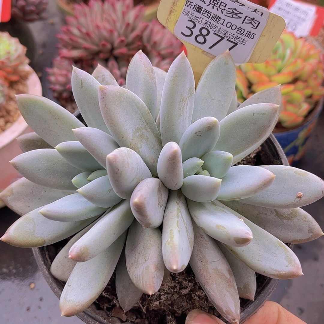 3877哥特萝莉多肉植物