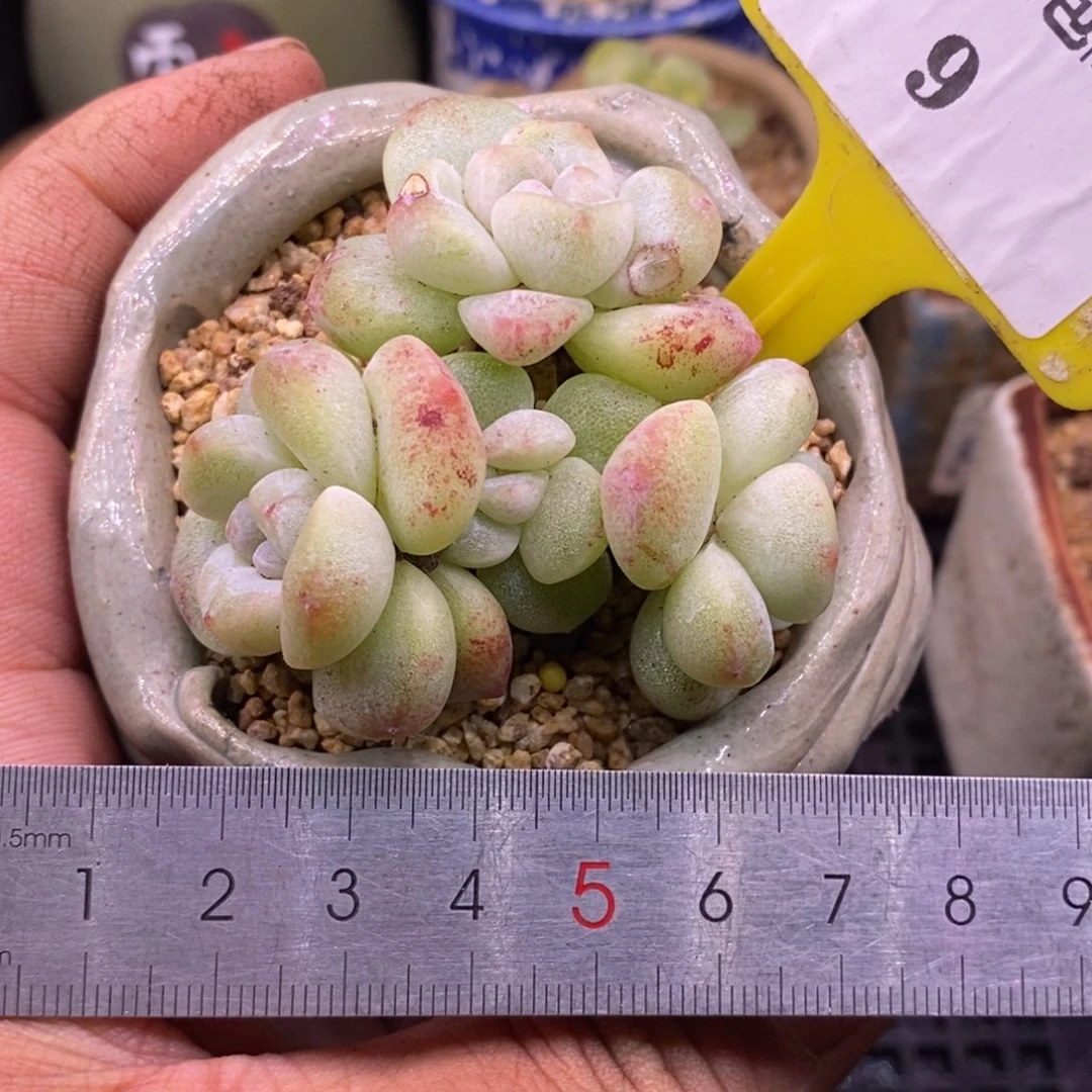 49冰玉拉丝锦精控丸叶