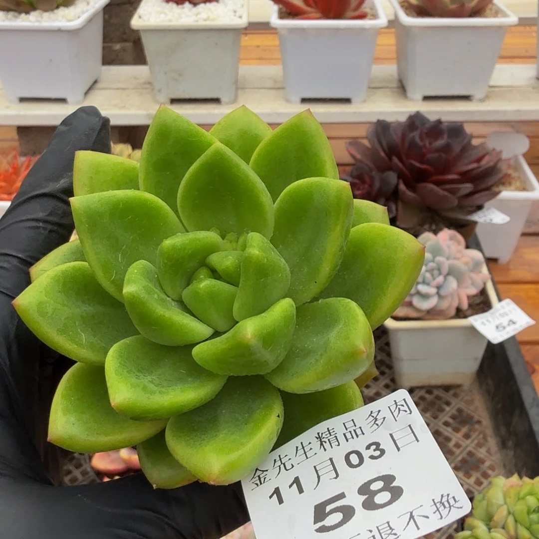 1103-58贵妃芒果奶