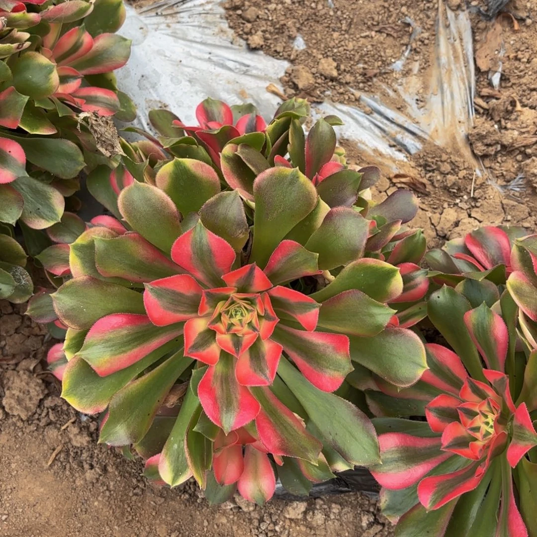 香妃法师9.9多肉植物