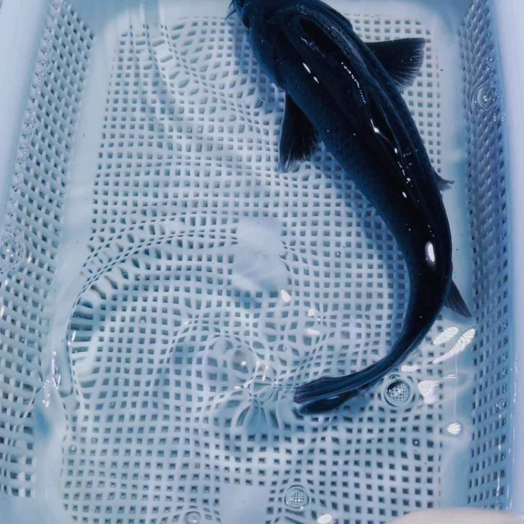 海水鱼锦鲤冷水13p