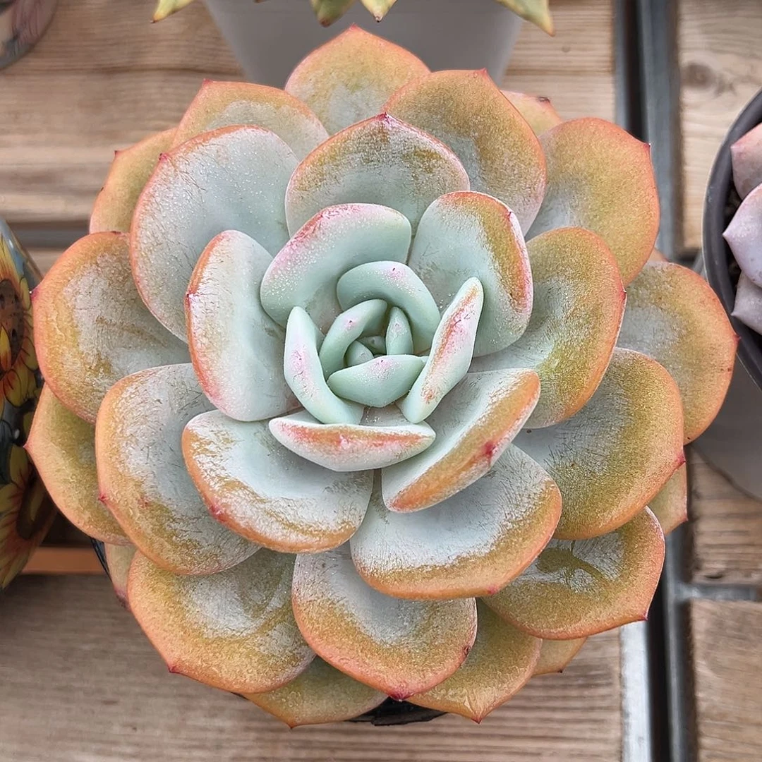 9-06-33精控韩版奶茶