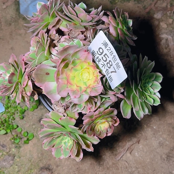 9587海仙多肉植物