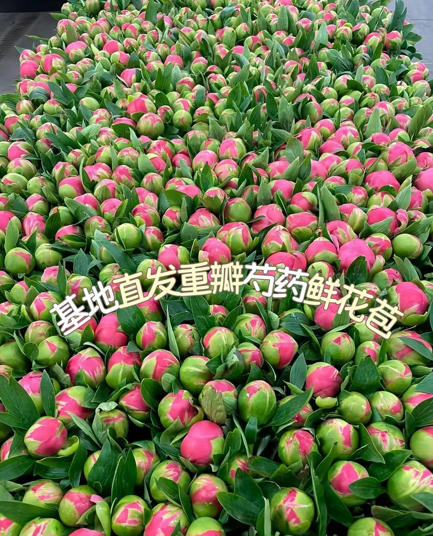 【顺丰包邮】山东重瓣牡丹芍药鲜花鲜切花花卉成品插花花苞花束特价