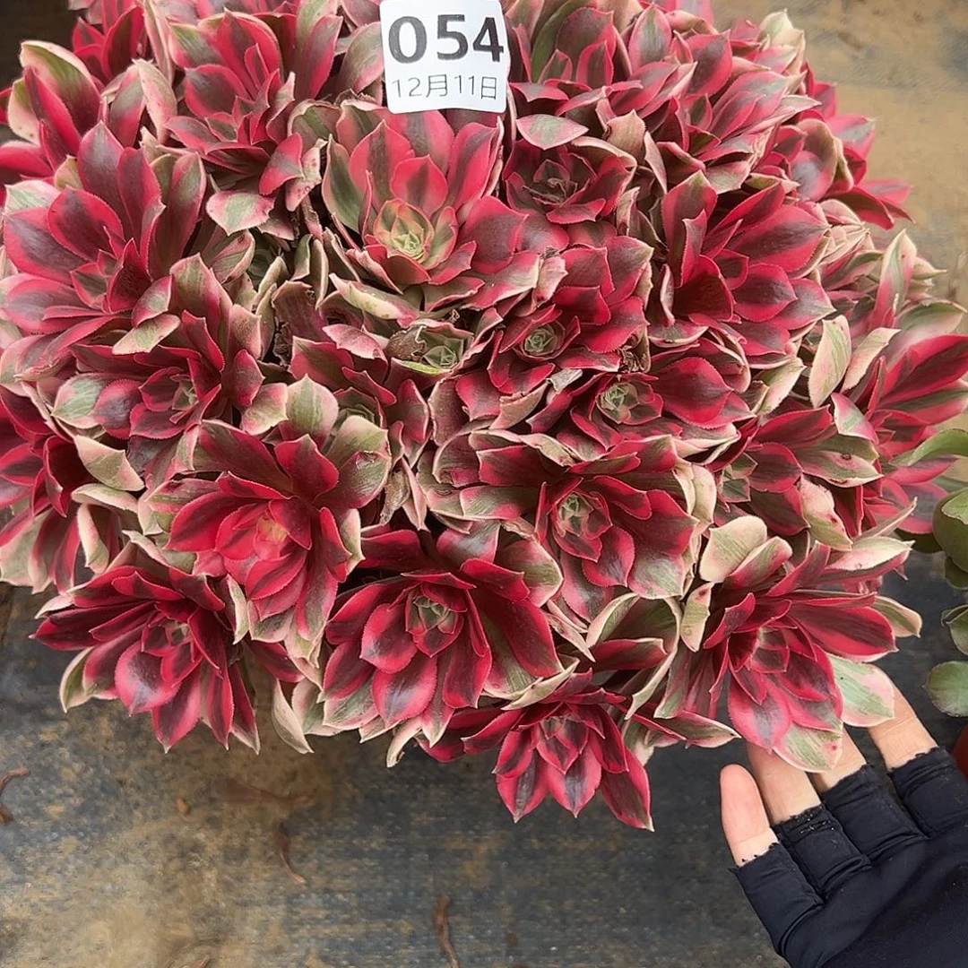 12.11-54女妖多肉植物