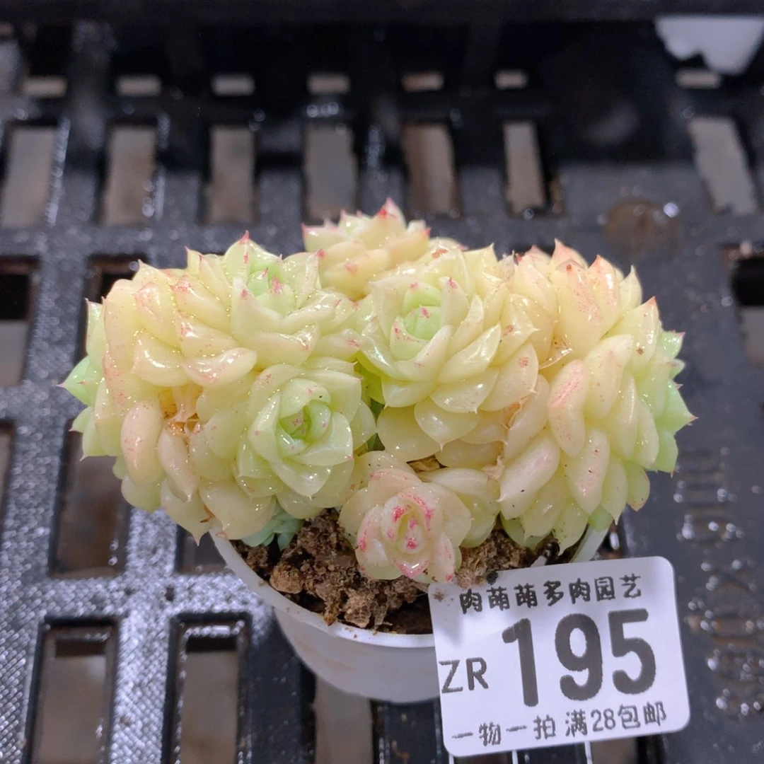 肉萌萌拇指盆精控多肉ZR195