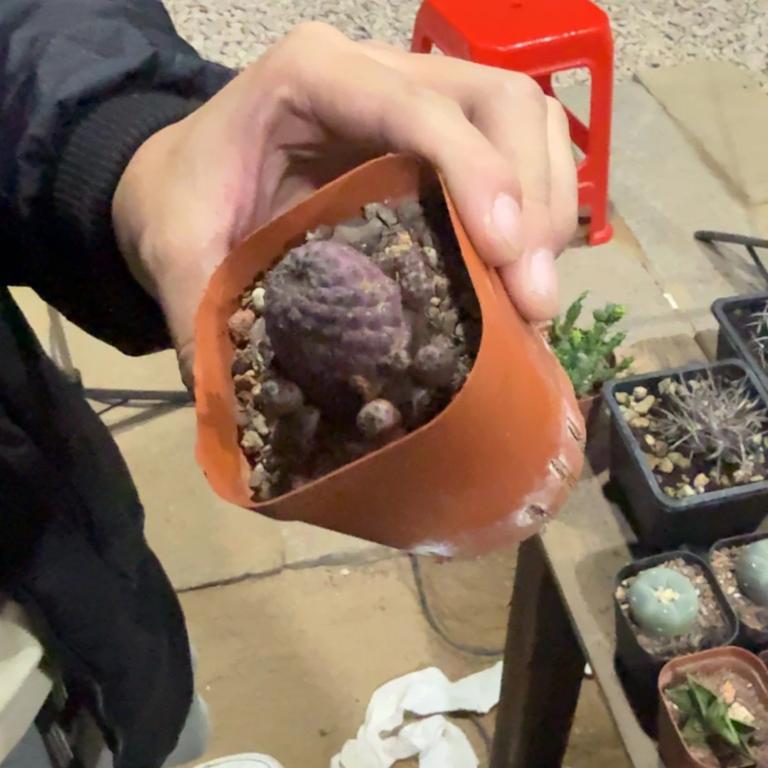 实生根紫丽丸群生多头