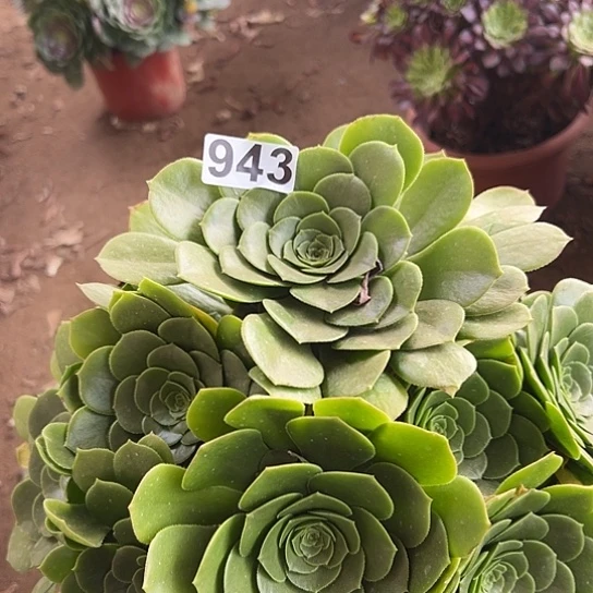 娟多肉植物一个法师