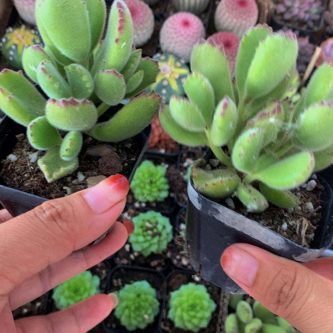 熊童子（满9.99包邮不满9.99发叶子）