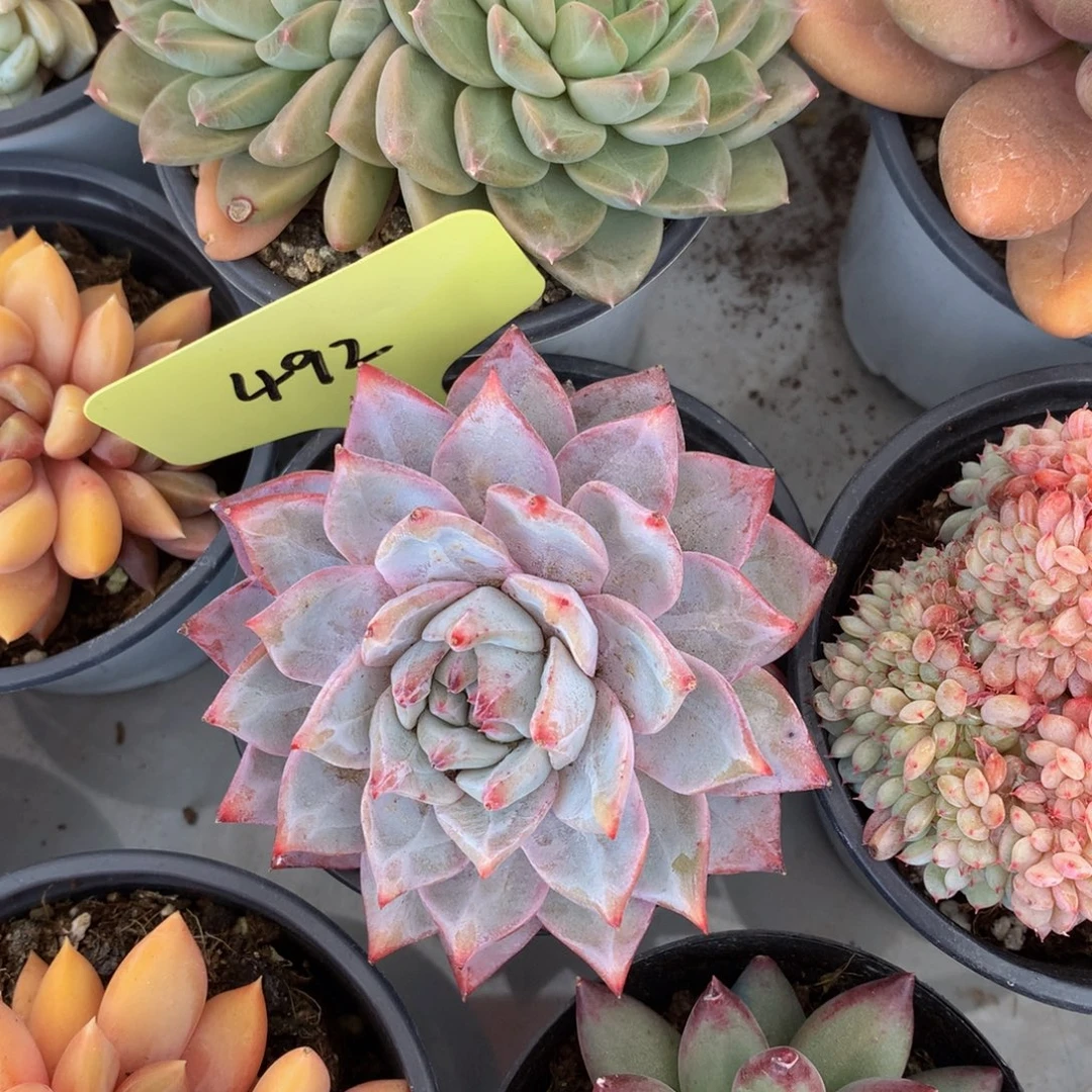 粉咖鸟727372727722782