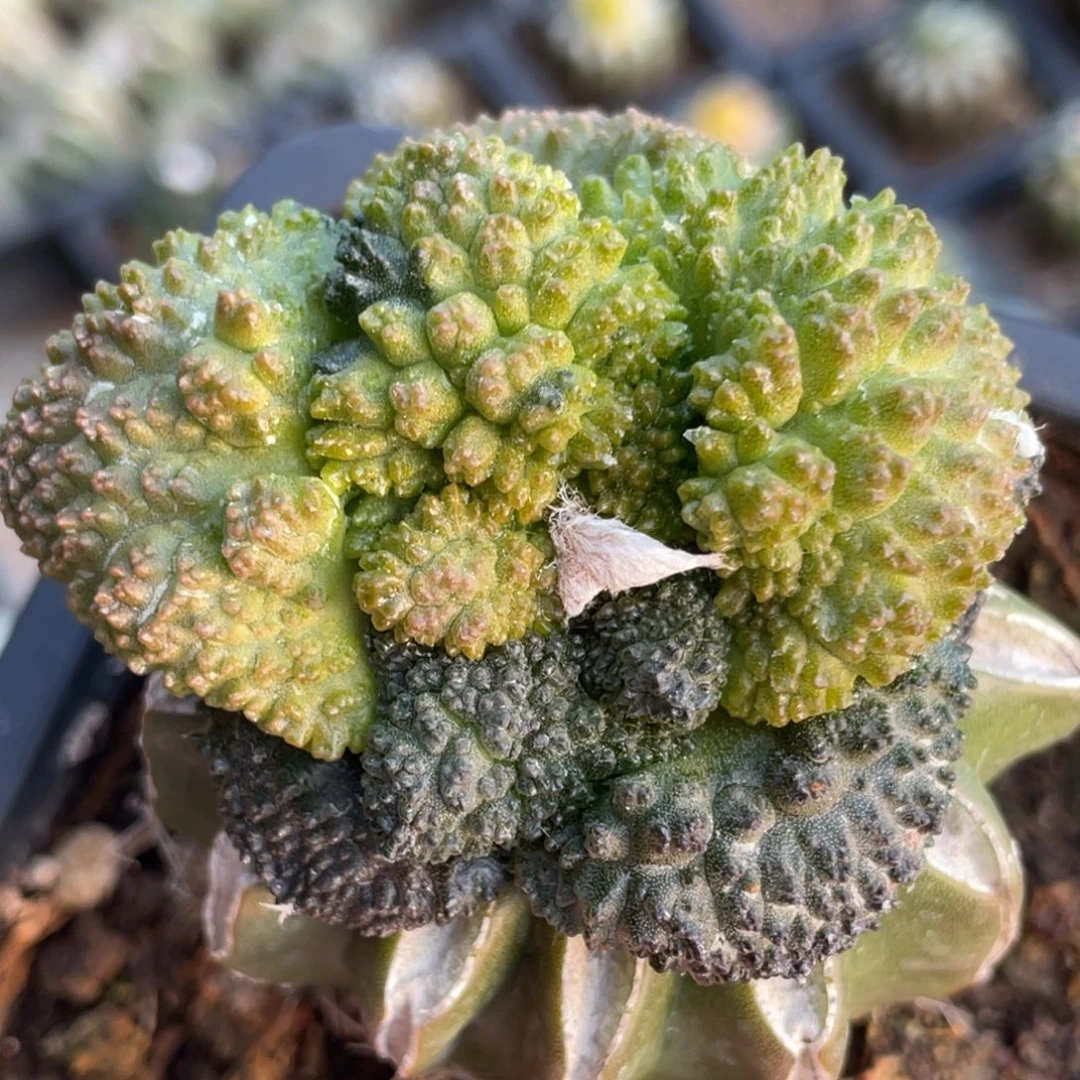 全部花朵宽犹锦018 仙人球