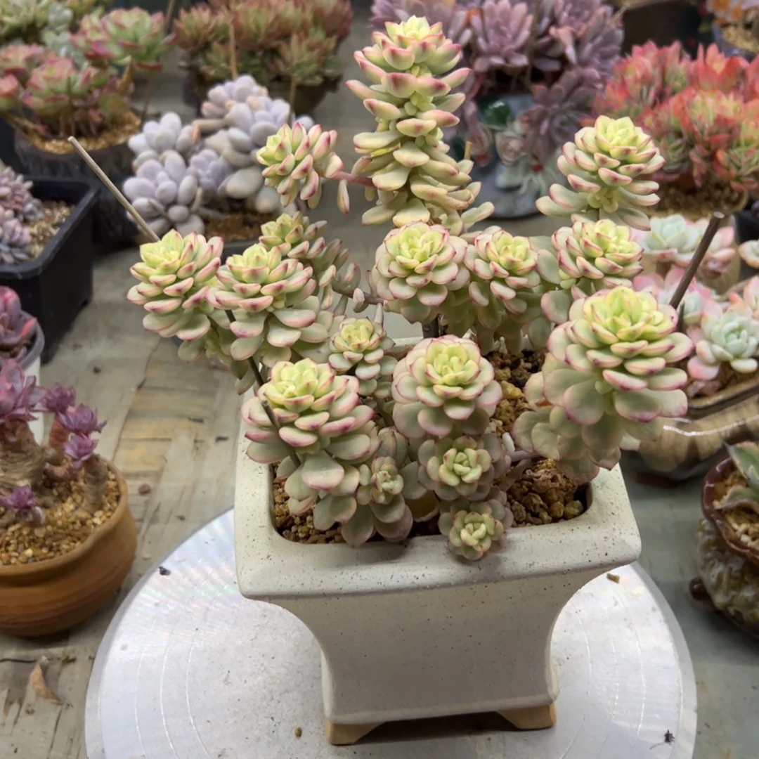 探戈锦48零零多肉植物