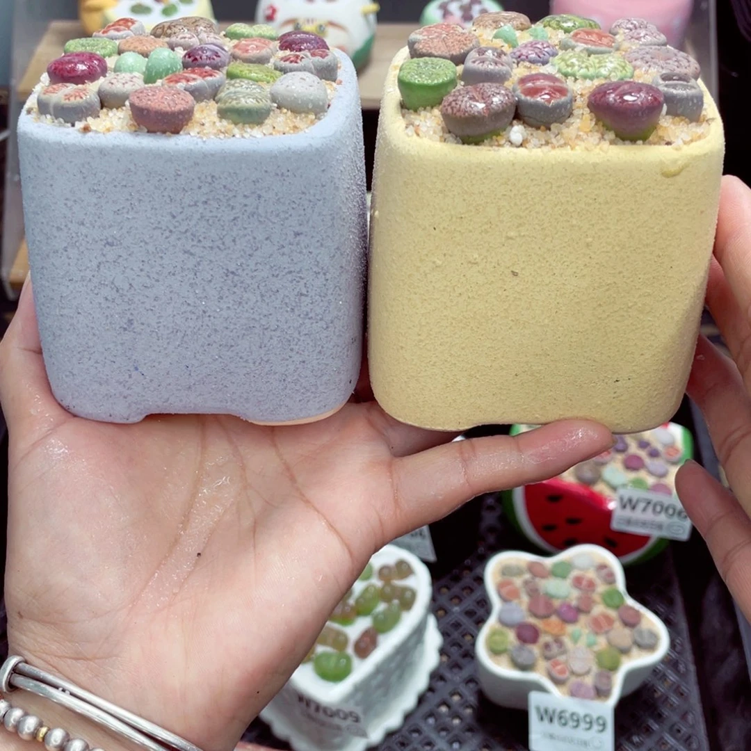 w7012 开播福利 带盆土发货一物一拍