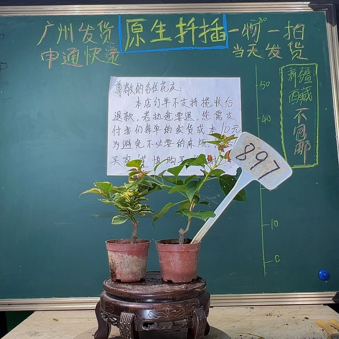 当前无花栽培后可以开花蓝月亮掌中宝 暗斑夕阳红掌中宝 897