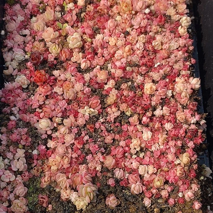 71 多肉植物盆栽花卉植物