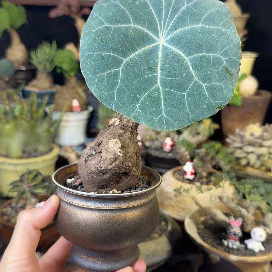 一物一拍老家一叶龟16