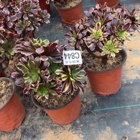 844两个欧嘉莉不包断枝