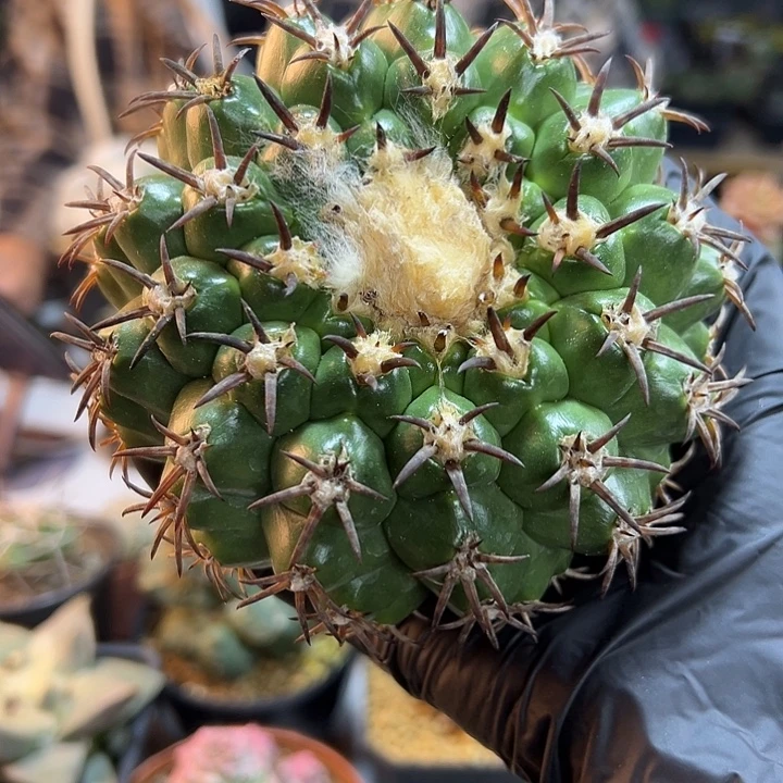 80号苗接猫爪圆盘玉无根含刺10.5公分