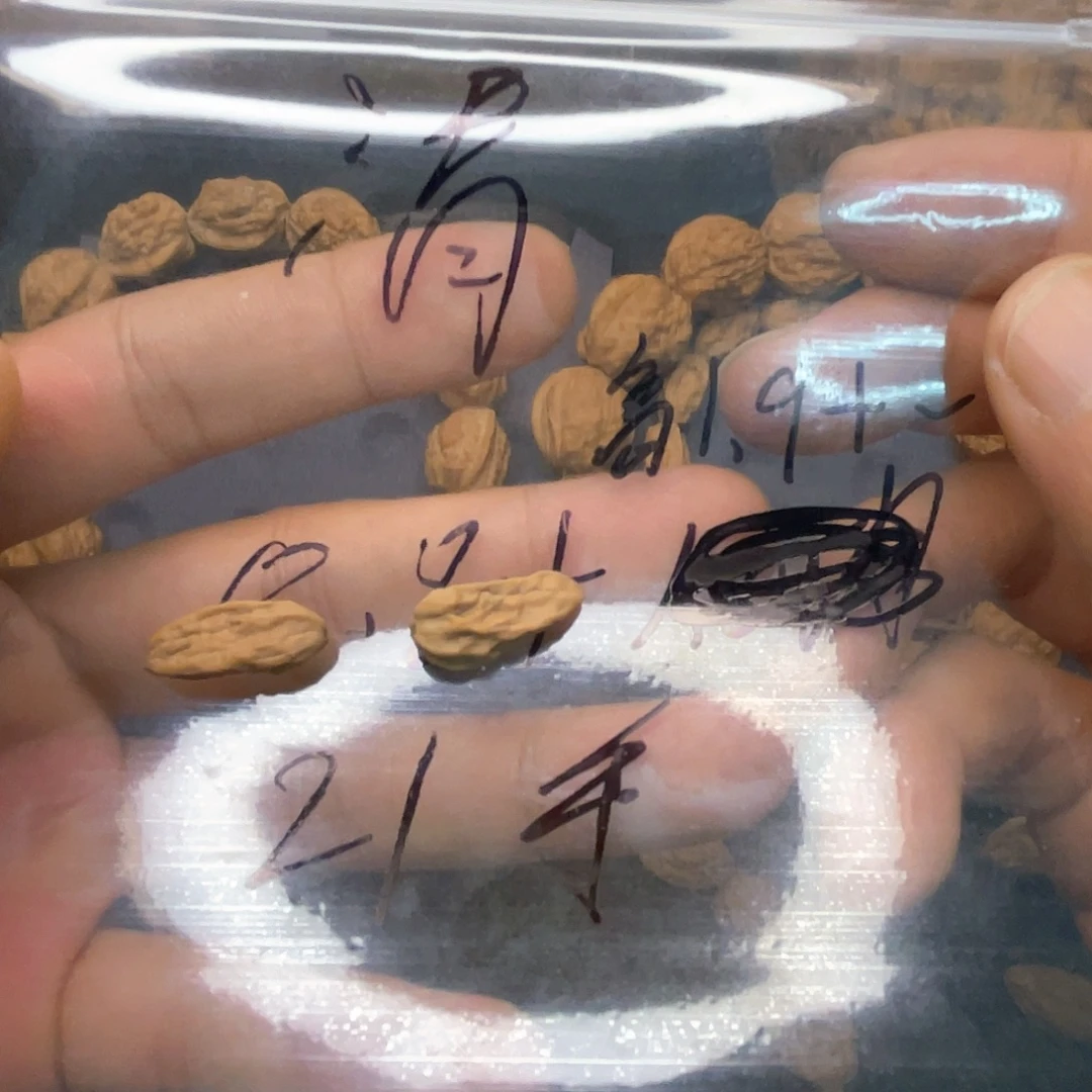 清***泉桃核手串蛤蟆头异形8➕尺寸。30颗。19左右高