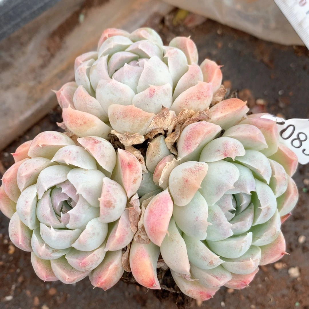 呼*2083杂交多肉植物