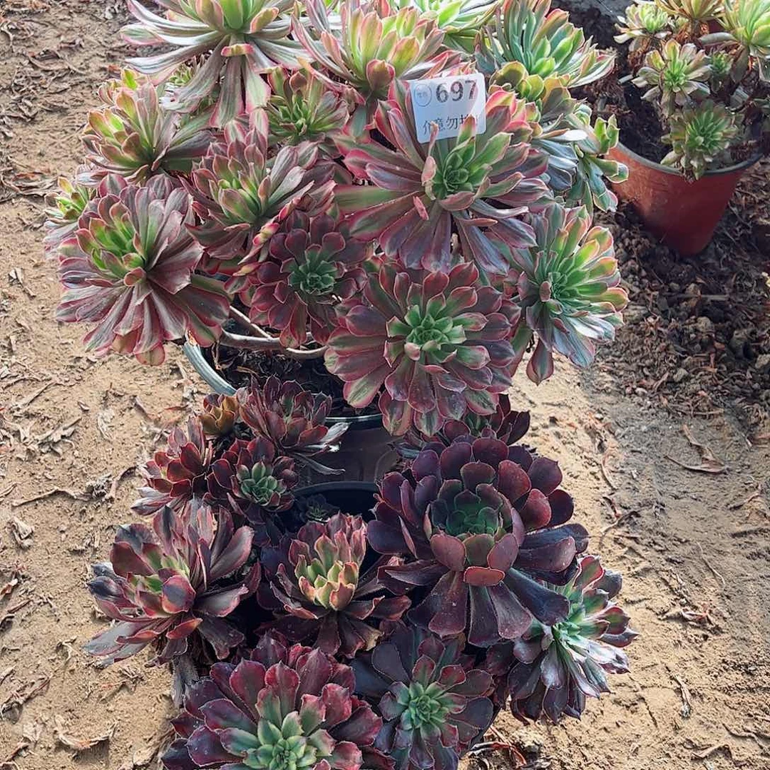 无花朵多肉植物组合697