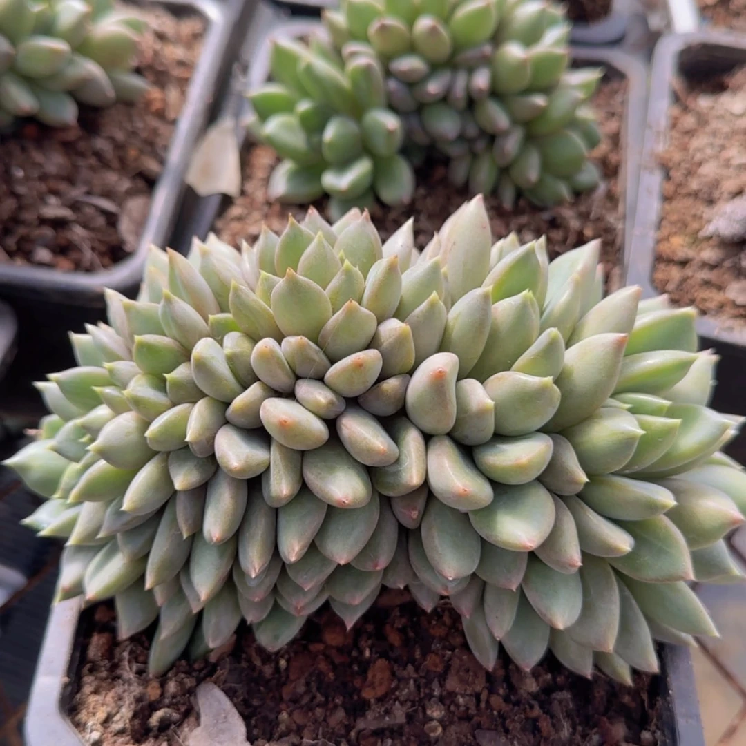 【闪购商品】象牙缀化49.9