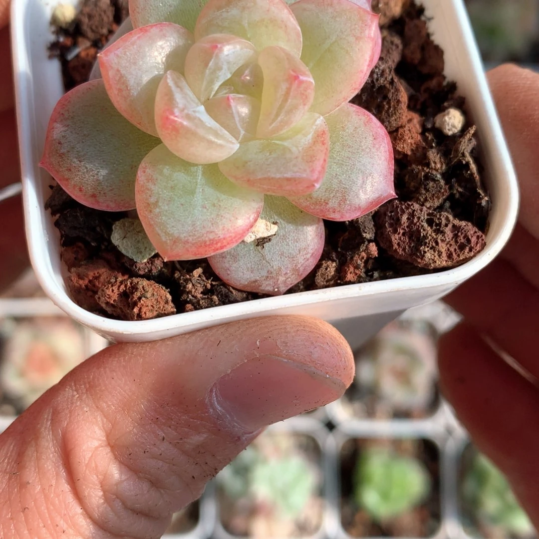 油亮面。            14号