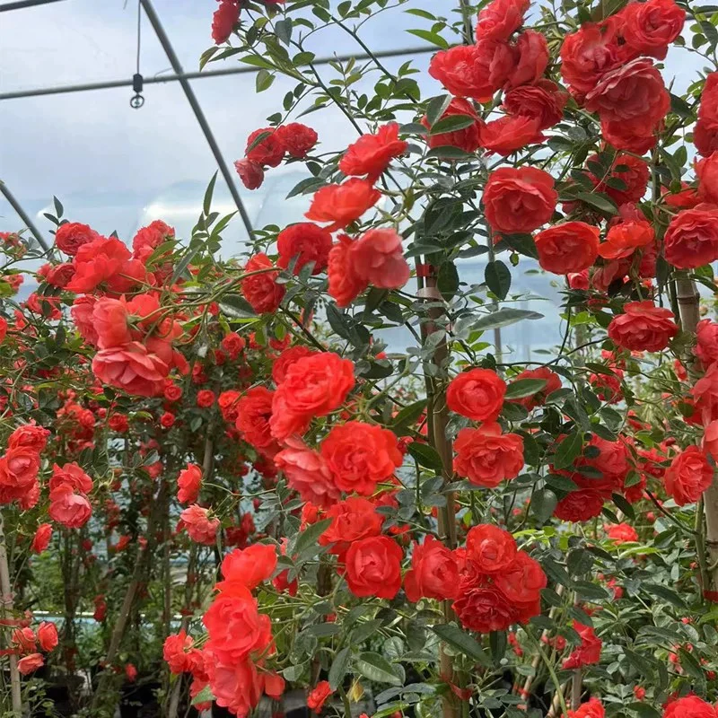四季橙木香花苗红黄白木香爬藤蔷薇藤本月季植物庭院阳台花卉抗病
