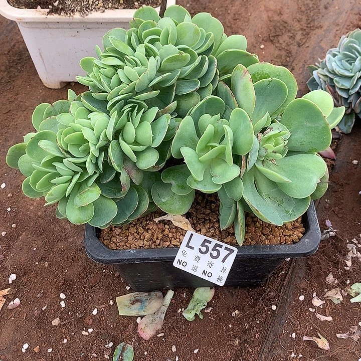 鸡蛋碧桃缀化 多肉植物9.27号左右发