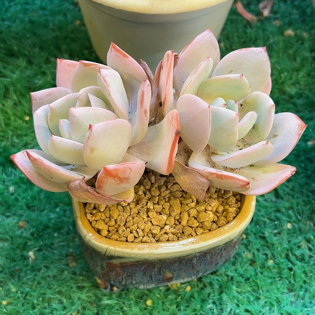 奶茶，，，，，，，，，，，，，，，，