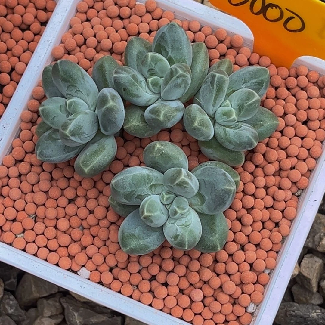 金***淯0000号上午多肉植物群生