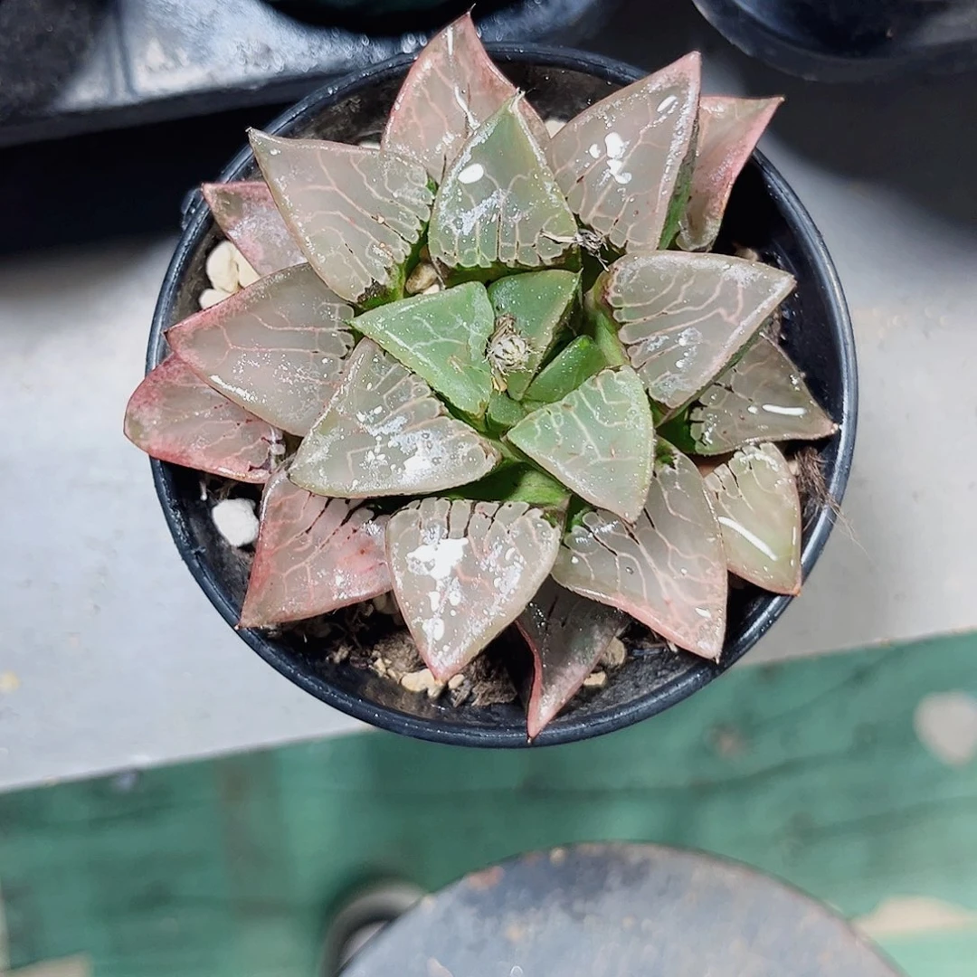 火凤凰克新手好养的