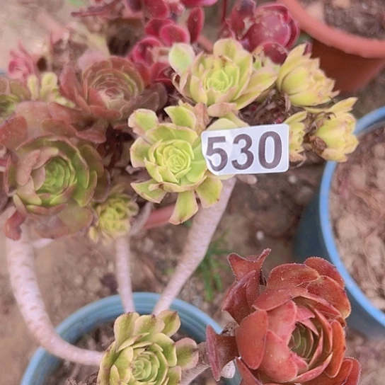 用****多肉植物一个根子有伤