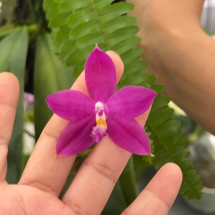 大部分开放少量花苞板植香格里拉 超大板 超大苗 三花剑 香